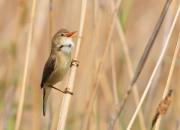 Acrocephalus scripaceus