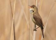 Acrocephalus scripaceus