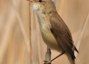 Acrocephalus scripaceus