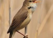 Acrocephalus scripaceus