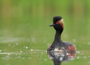 Podiceps nigricollis