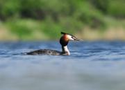 Podiceps cristatus