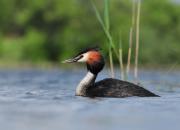 Podiceps cristatus