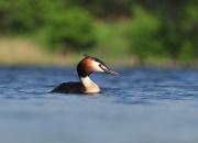 Podiceps cristatus