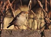 Sturnus roseus