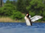 Podiceps cristatus