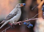 Sturnus roseus