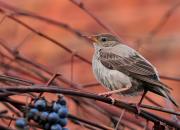 Sturnus roseus