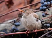 Sturnus roseus