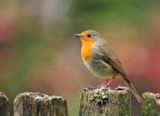 Erithacus rubecula