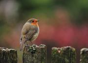 Erithacus rubecula