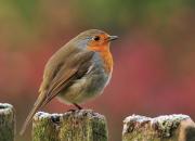 Erithacus rubecula