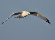 Larus delawarensis