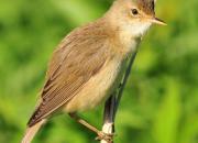 Acrocephalus palustris
