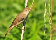 Acrocephalus palustris