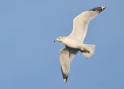 Larus delawarensis