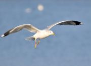 Larus delawarensis