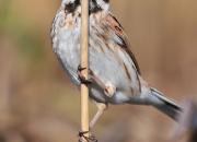Emberiza schoeniclus