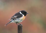 Saxicola rubicola