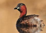Tachybaptus ruficollis
