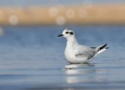 Larus minutus