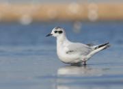 Larus minutus