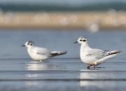 Larus minutus