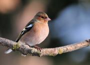 Fringilla coelebs