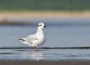 Larus minutus