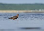 Limosa lapponica