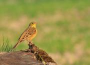 Emberiza hortulana