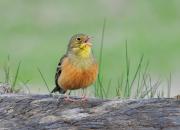 Emberiza hortulana