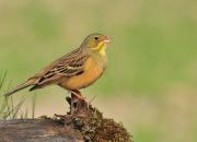 Emberiza hortulana