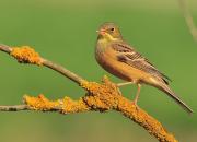 Emberiza hortulana