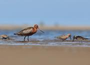 Limosa lapponica