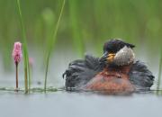Podiceps grisegena