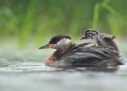 Podiceps grisegena