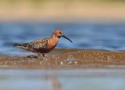 Calidris ferruginea