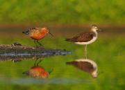 Calidris ferruginea