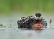 Podiceps grisegena
