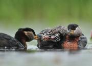 Podiceps grisegena