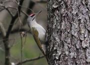 Picus canus