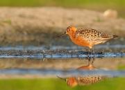 Calidris ferruginea