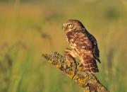 Athene noctua