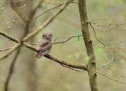 Glaucidium passerinum