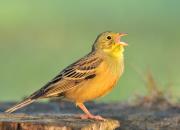 Emberiza hortulana
