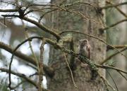 Glaucidium passerinum