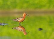 Calidris ferruginea