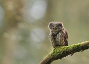 Glaucidium passerinum