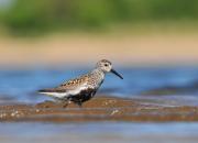 Calidris alpina